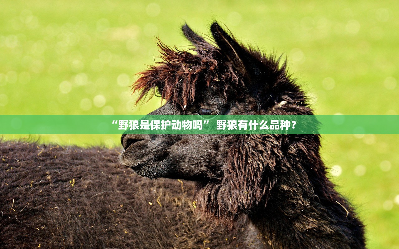 “野狼是保护动物吗” 野狼有什么品种？