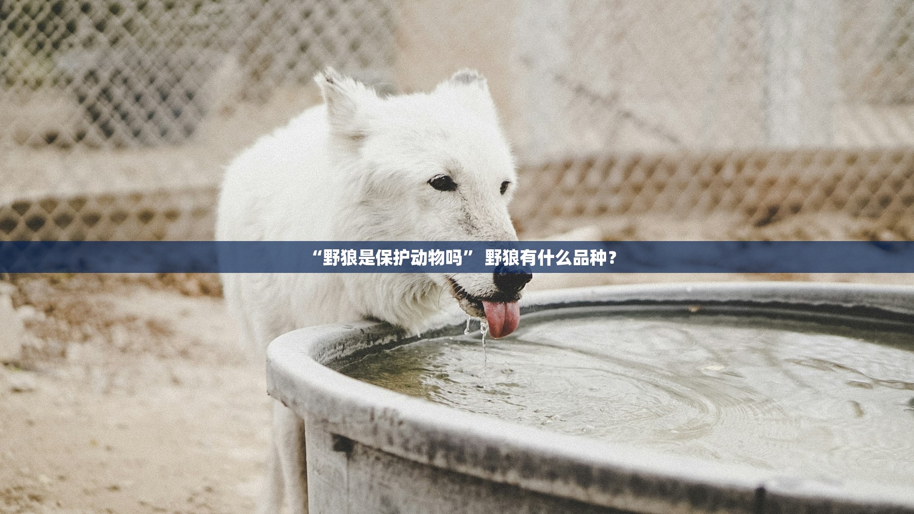 “野狼是保护动物吗” 野狼有什么品种？