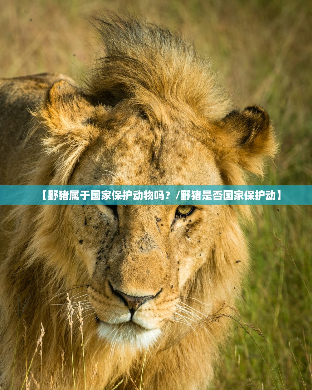 【野猪属于国家保护动物吗?/野猪是否国家保护动】 【野猪属于国家保护动物吗?/野猪是否国家保护动】