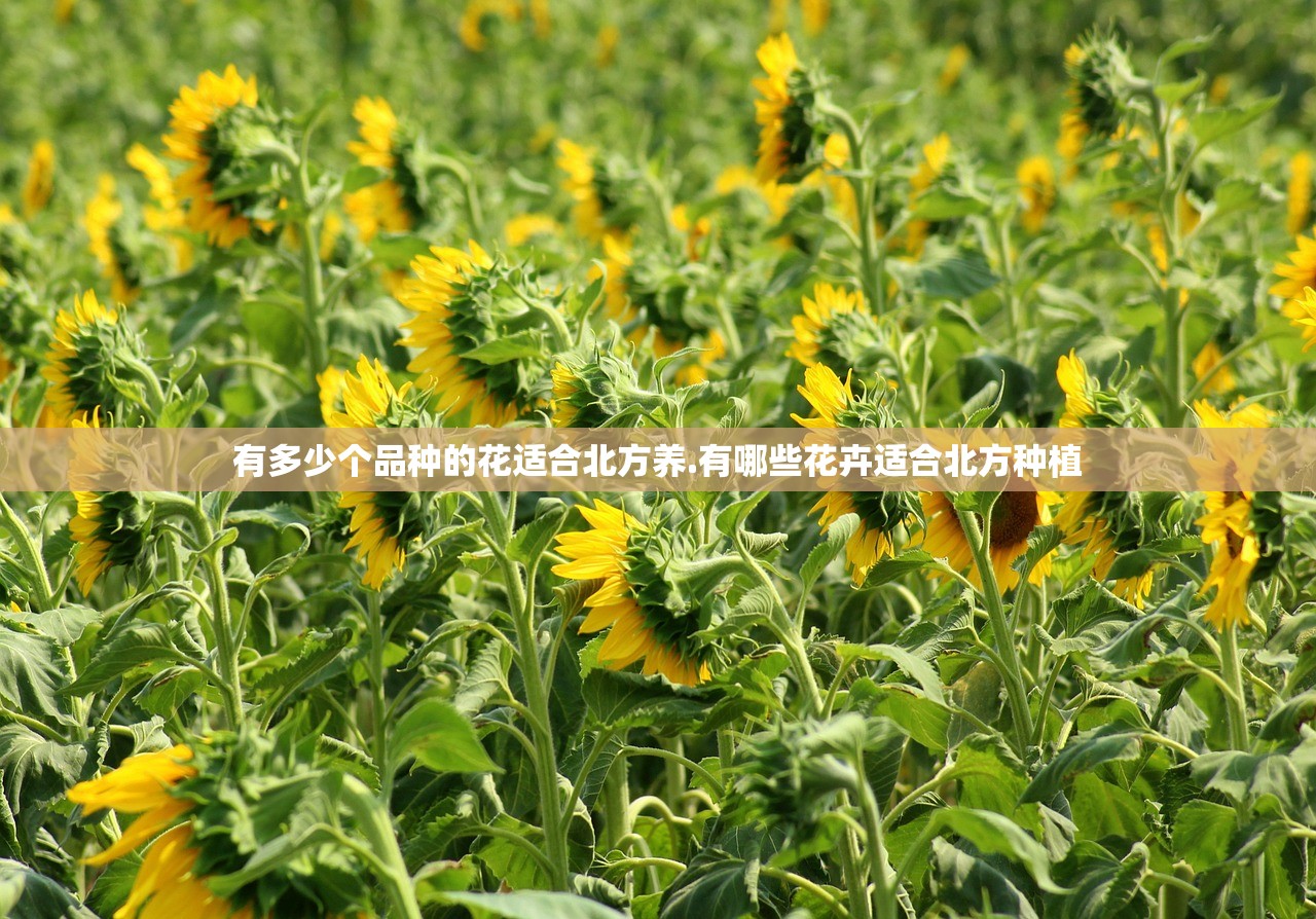 有多少个品种的花适合北方养.有哪些花卉适合北方种植