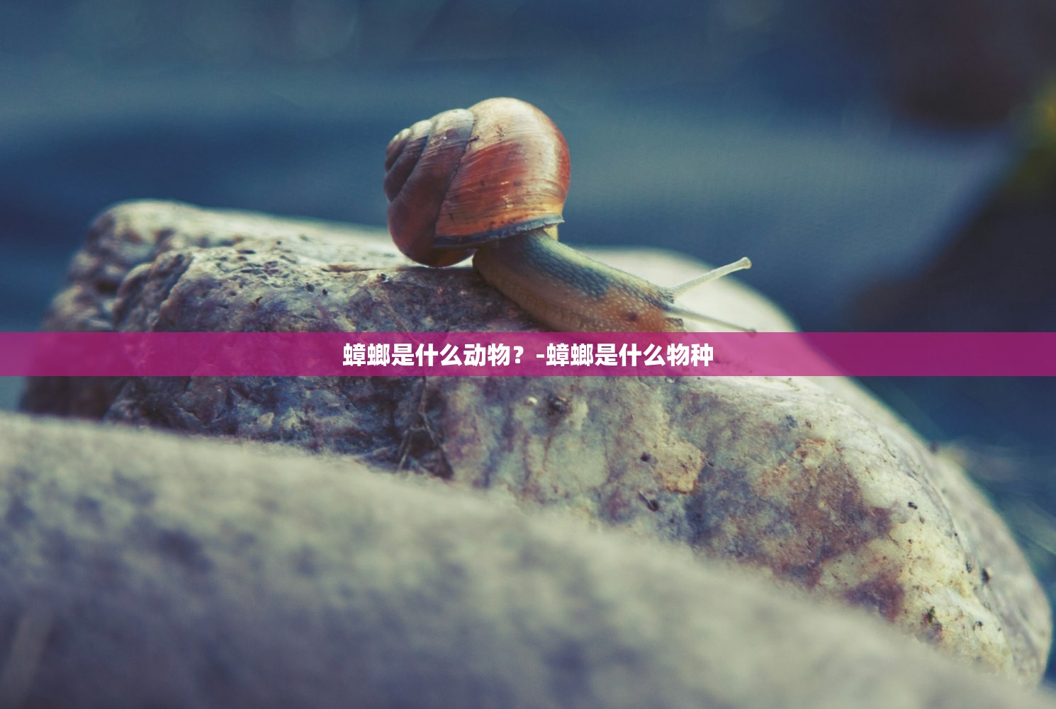蟑螂是什么动物？-蟑螂是什么物种