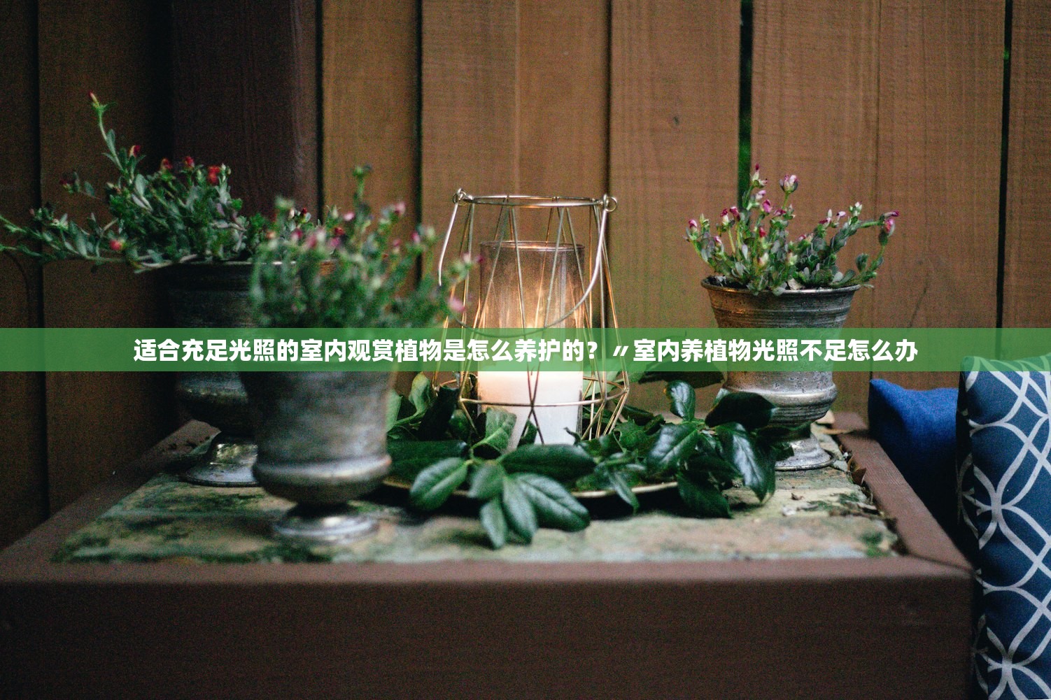 适合充足光照的室内观赏植物是怎么养护的?〃室内养植物光照不足怎么办 适合充足光照的室内观赏植物是怎么养护的?〃室内养植物光照不足怎么办