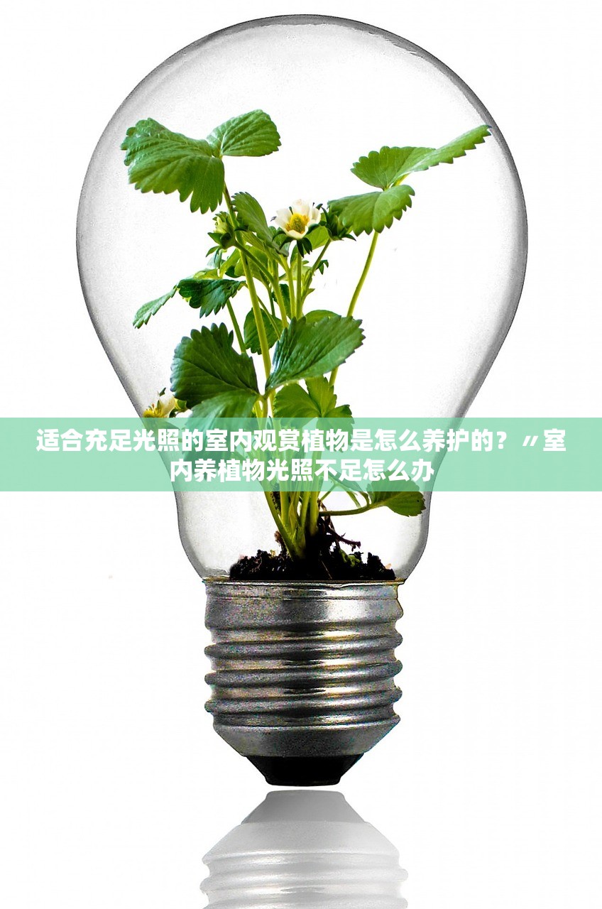 适合充足光照的室内观赏植物是怎么养护的?〃室内养植物光照不足怎么办 适合充足光照的室内观赏植物是怎么养护的?〃室内养植物光照不足怎么办