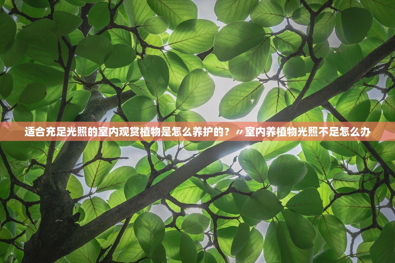 适合充足光照的室内观赏植物是怎么养护的?〃室内养植物光照不足怎么办 适合充足光照的室内观赏植物是怎么养护的?〃室内养植物光照不足怎么办
