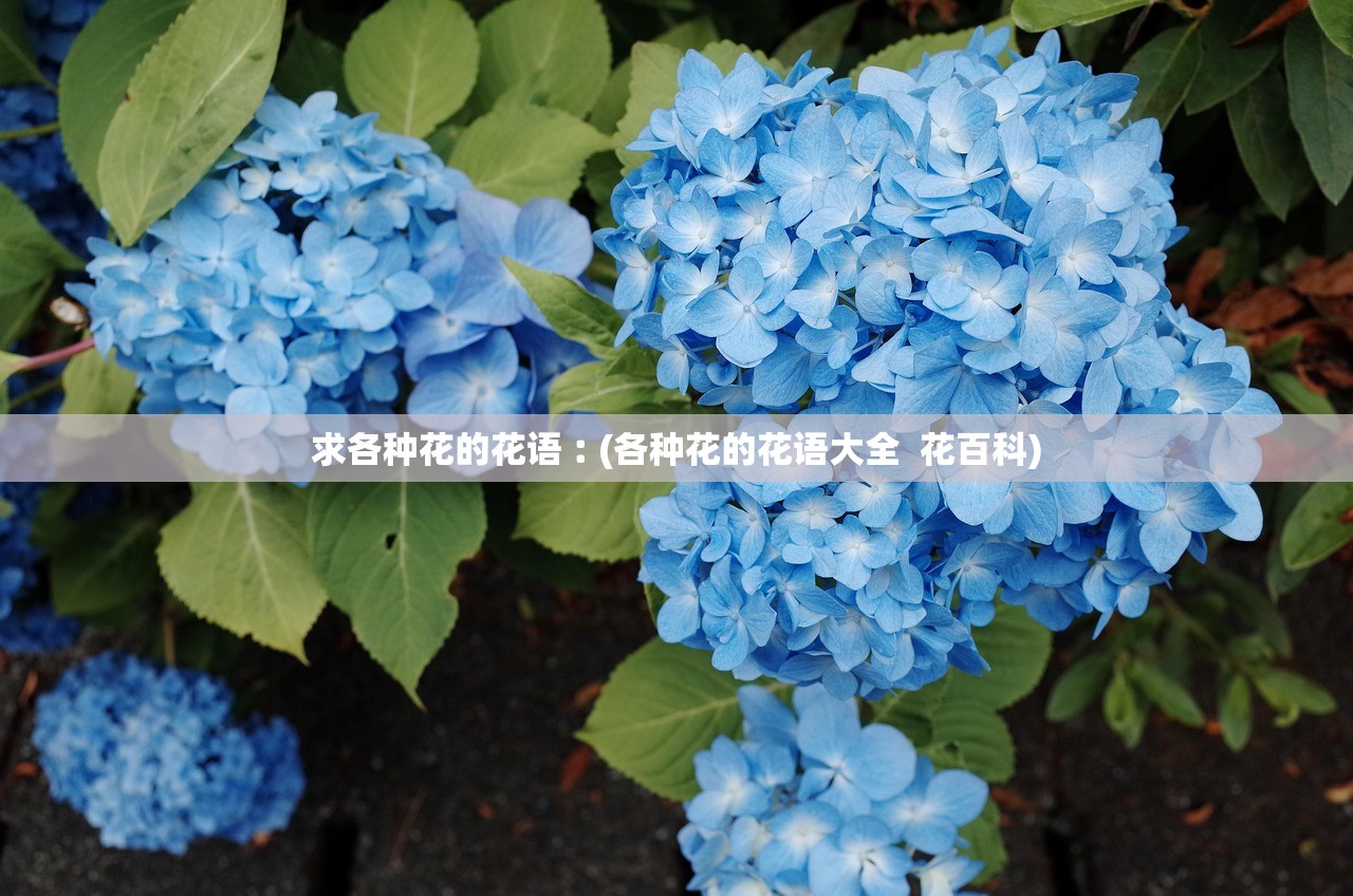 求各种花的花语︰(各种花的花语大全 花百科) 求各种花的花语︰(各种花的花语大全 花百科)