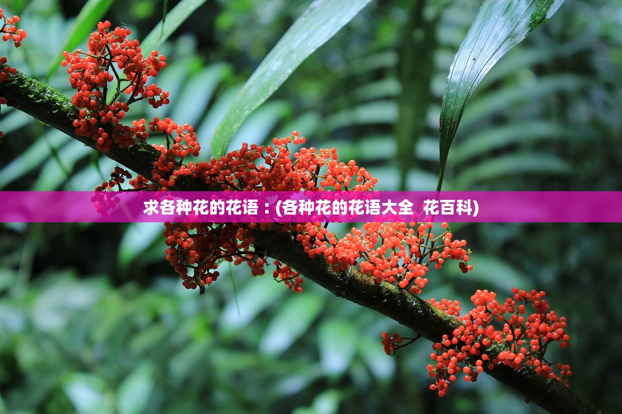 求各种花的花语︰(各种花的花语大全 花百科) 求各种花的花语︰(各种花的花语大全 花百科)