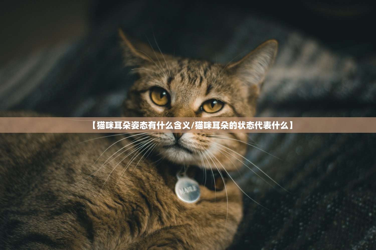 【猫咪耳朵姿态有什么含义/猫咪耳朵的状态代表什么】 【猫咪耳朵姿态有什么含义/猫咪耳朵的状态代表什么】