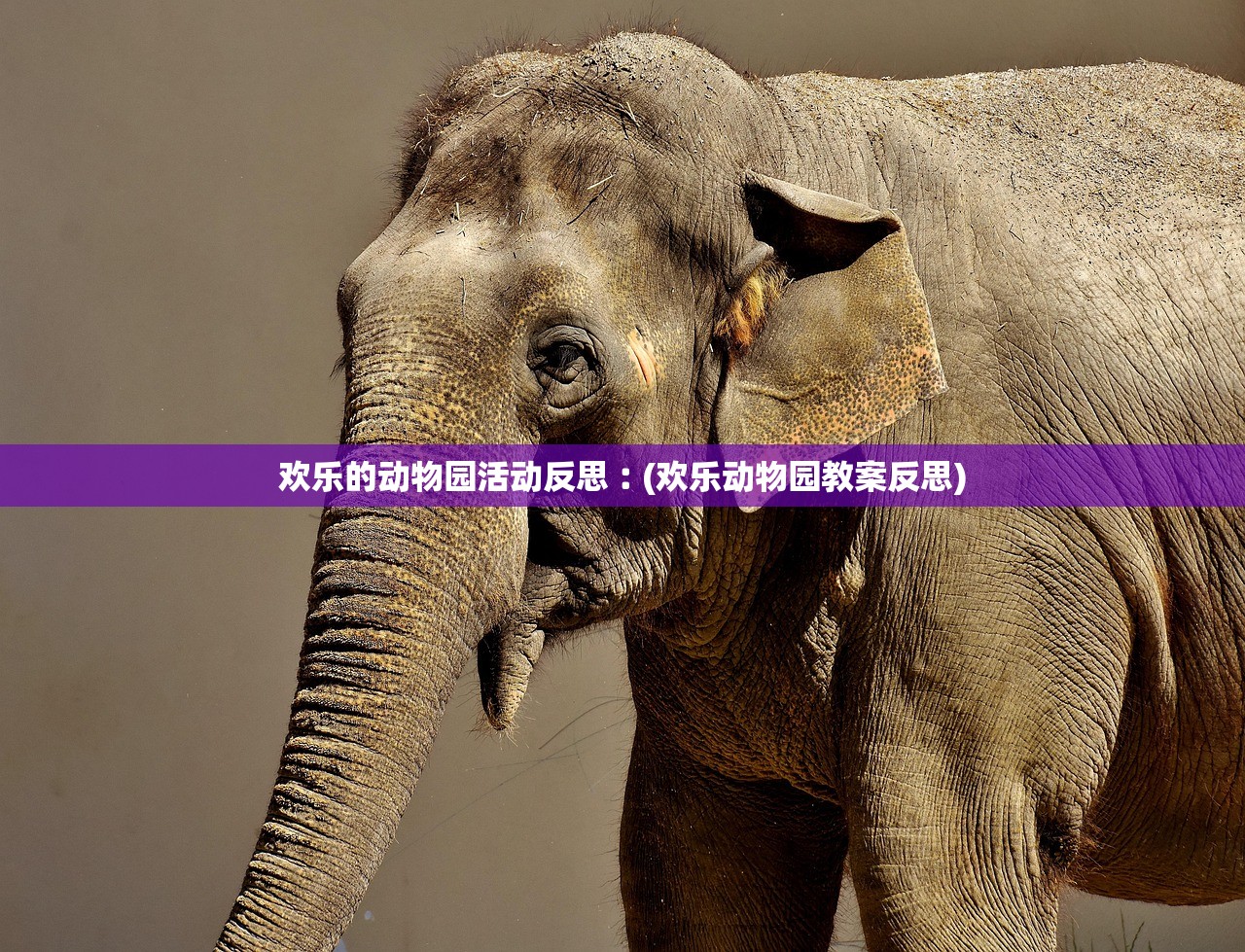欢乐的动物园活动反思︰(欢乐动物园教案反思)