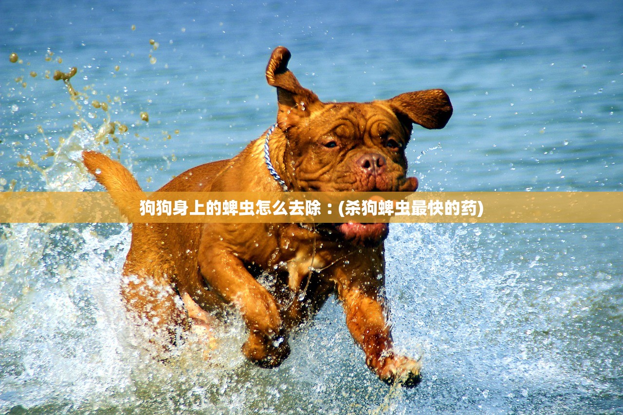狗狗身上的蜱虫怎么去除︰(杀狗蜱虫最快的药)