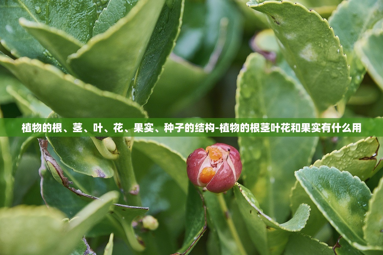 植物的根	、茎、叶、花	、果实、种子的结构-植物的根茎叶花和果实有什么用