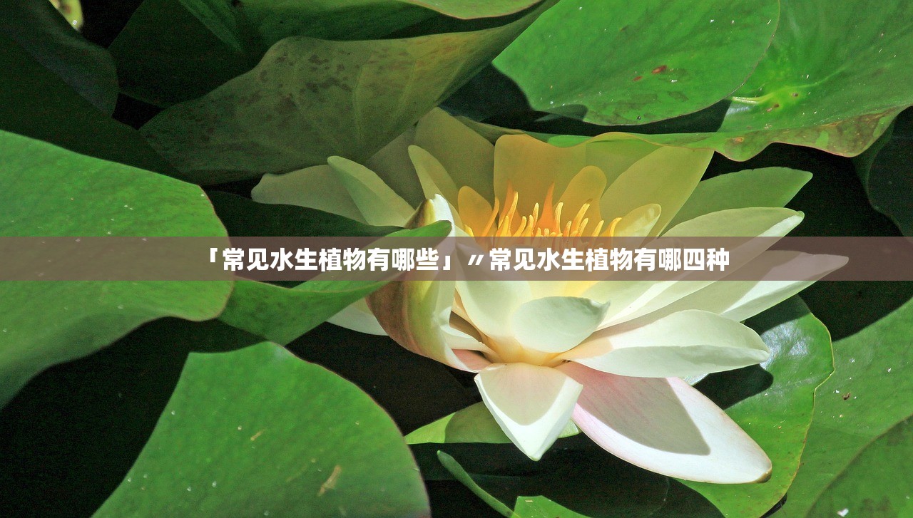 「常见水生植物有哪些」〃常见水生植物有哪四种 「常见水生植物有哪些」〃常见水生植物有哪四种