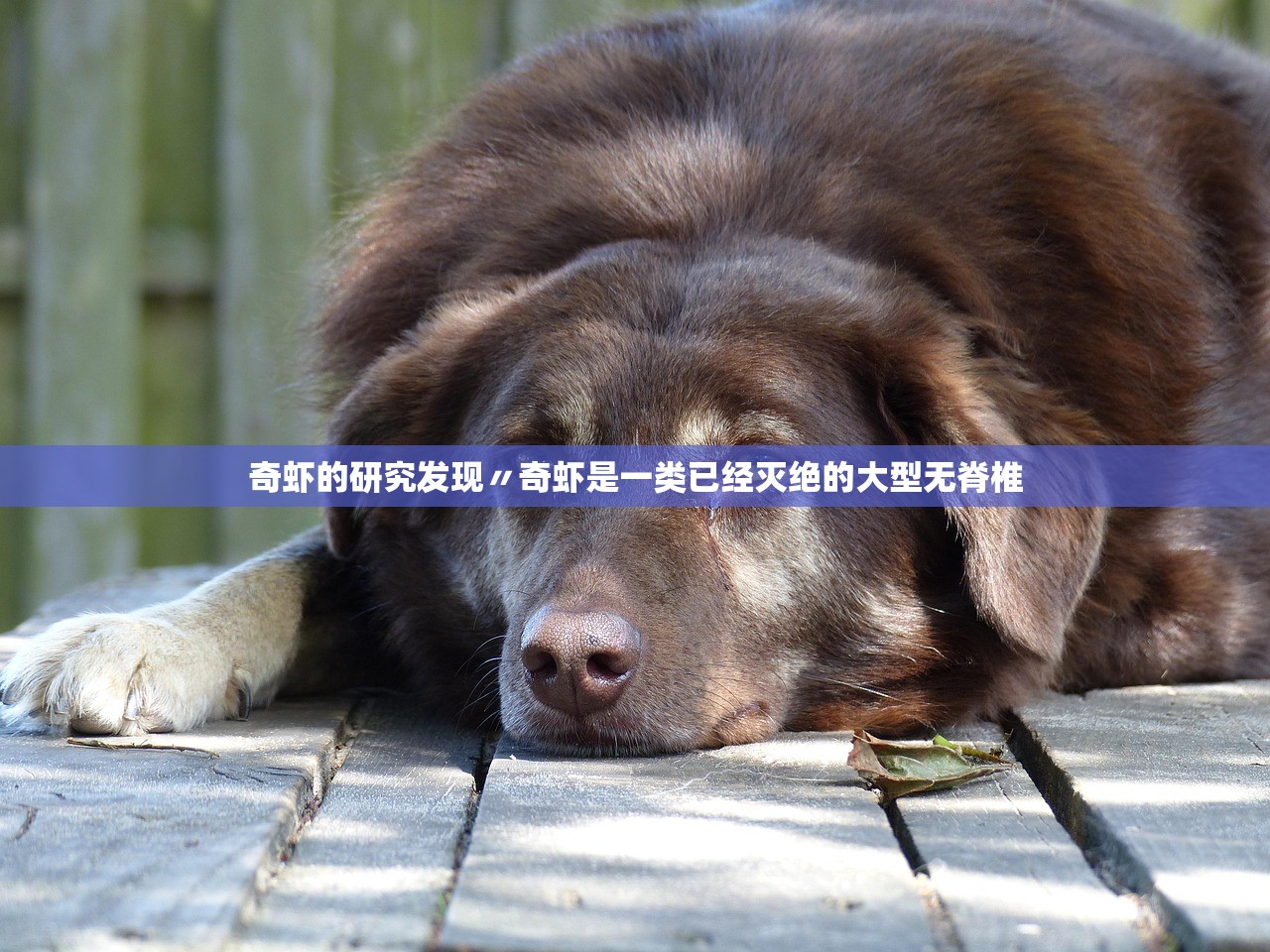 奇虾的研究发现〃奇虾是一类已经灭绝的大型无脊椎 奇虾的研究发现〃奇虾是一类已经灭绝的大型无脊椎