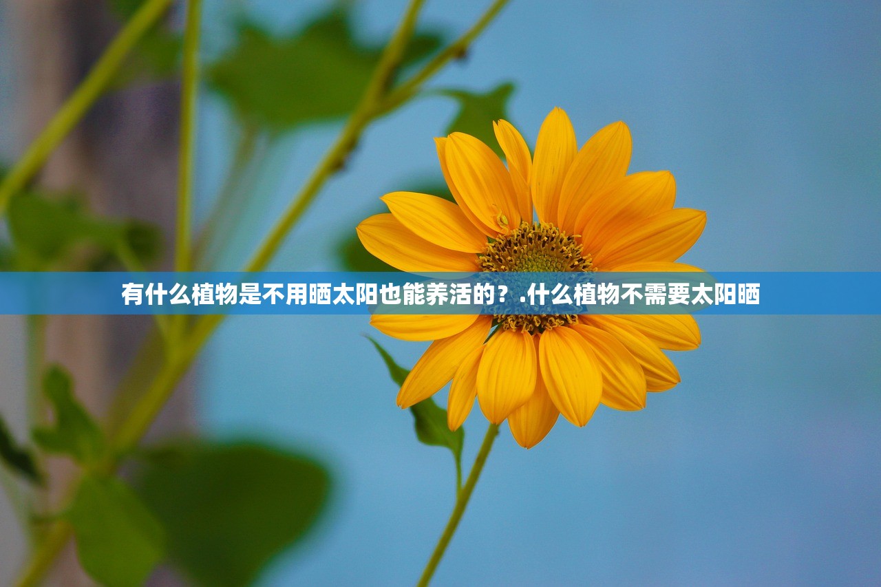 有什么植物是不用晒太阳也能养活的？.什么植物不需要太阳晒