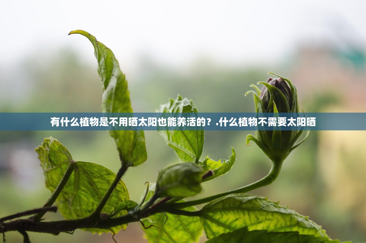 有什么植物是不用晒太阳也能养活的？.什么植物不需要太阳晒