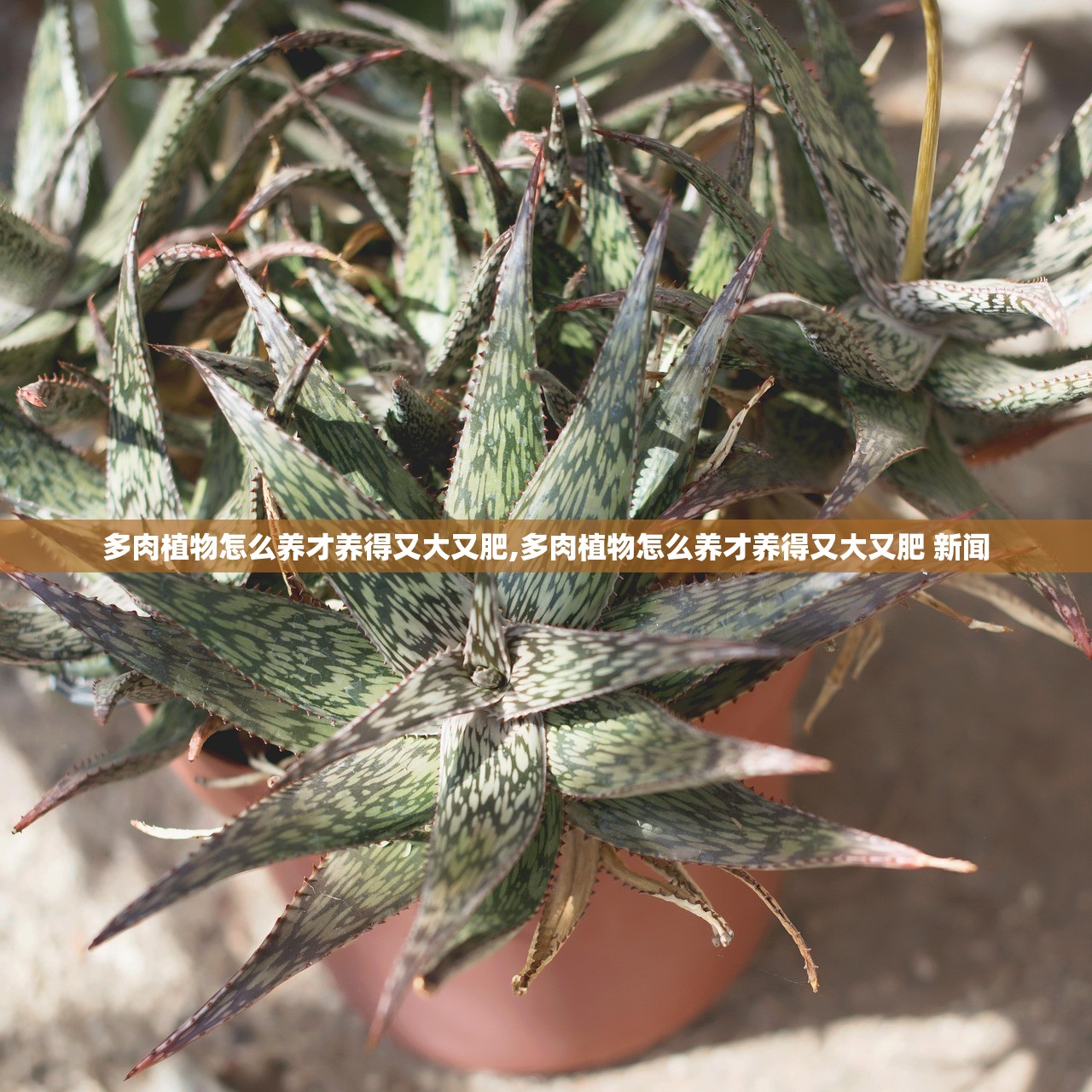多肉植物怎么养才养得又大又肥,多肉植物怎么养才养得又大又肥 新闻 多肉植物怎么养才养得又大又肥,多肉植物怎么养才养得又大又肥 新闻