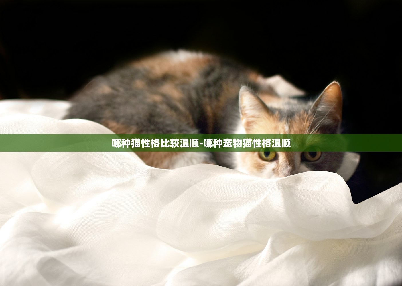 哪种猫性格比较温顺-哪种宠物猫性格温顺