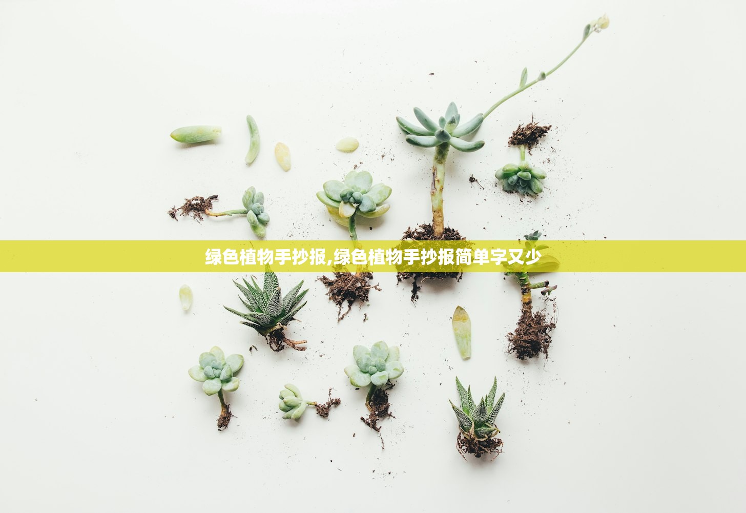 绿色植物手抄报,绿色植物手抄报简单字又少