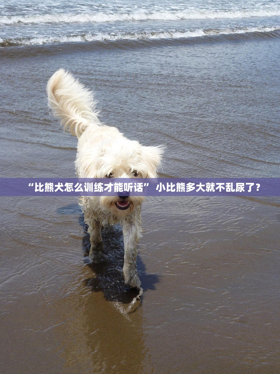 “比熊犬怎么训练才能听话	” 小比熊多大就不乱尿了？