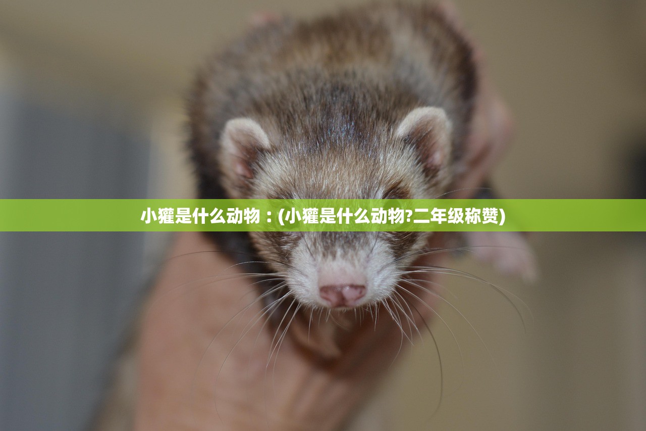 小獾是什么动物︰(小獾是什么动物?二年级称赞) 小獾是什么动物︰(小獾是什么动物?二年级称赞)