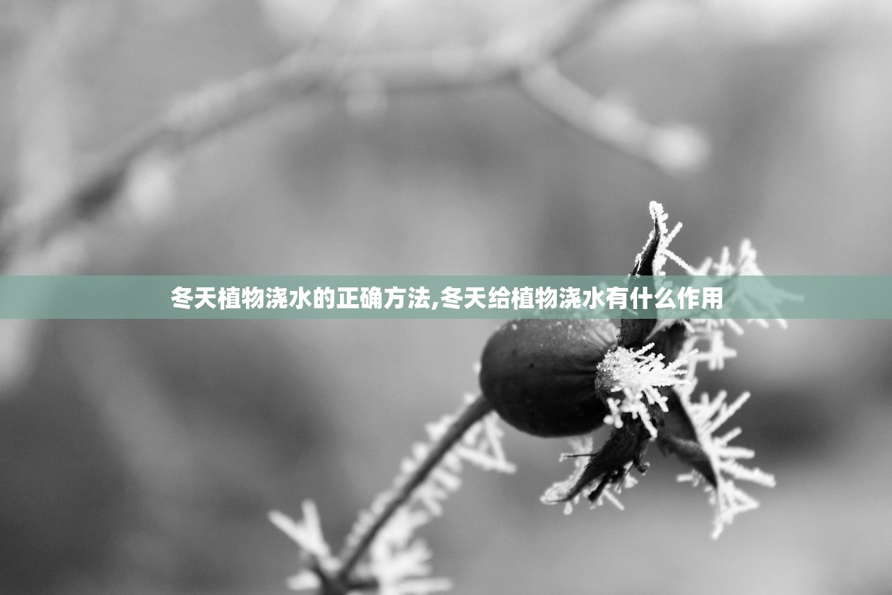 冬天植物浇水的正确方法,冬天给植物浇水有什么作用 冬天植物浇水的正确方法,冬天给植物浇水有什么作用