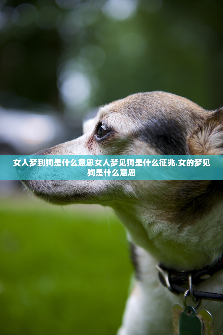 女人梦到狗是什么意思女人梦见狗是什么征兆.女的梦见狗是什么意思 女人梦到狗是什么意思女人梦见狗是什么征兆.女的梦见狗是什么意思