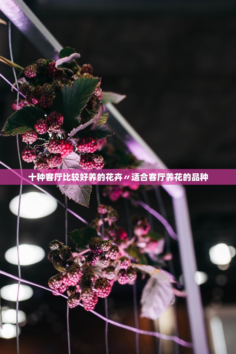 十种客厅比较好养的花卉〃适合客厅养花的品种