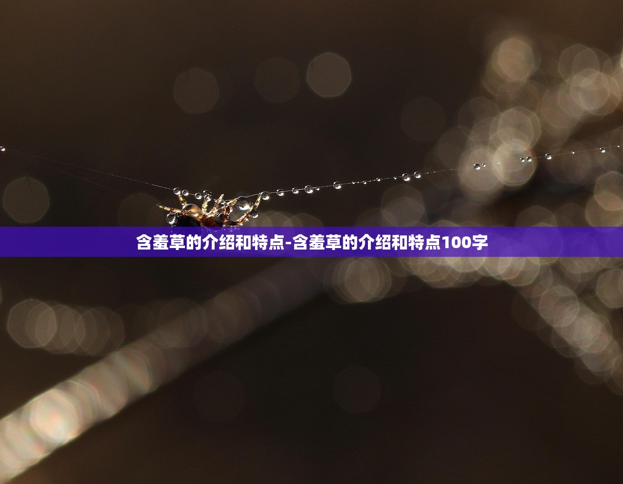 含羞草的介绍和特点-含羞草的介绍和特点100字