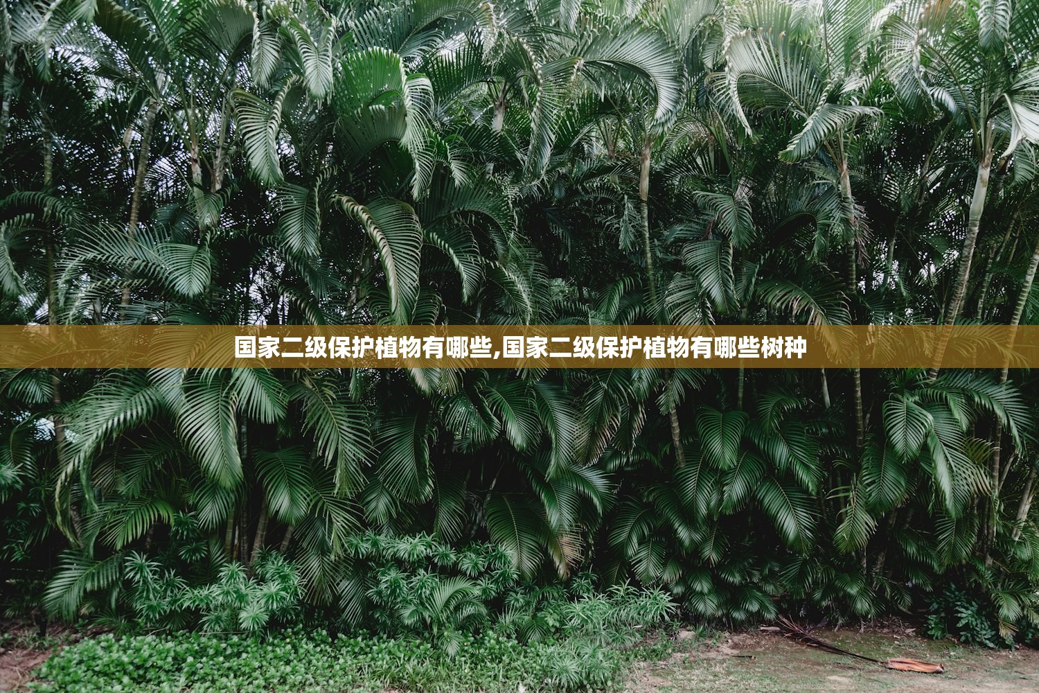 国家二级保护植物有哪些,国家二级保护植物有哪些树种 国家二级保护植物有哪些,国家二级保护植物有哪些树种