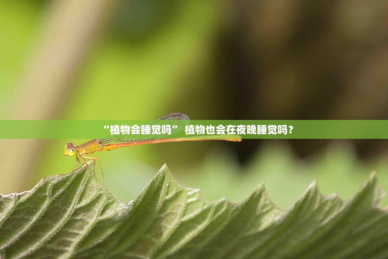 “植物会睡觉吗” 植物也会在夜晚睡觉吗？