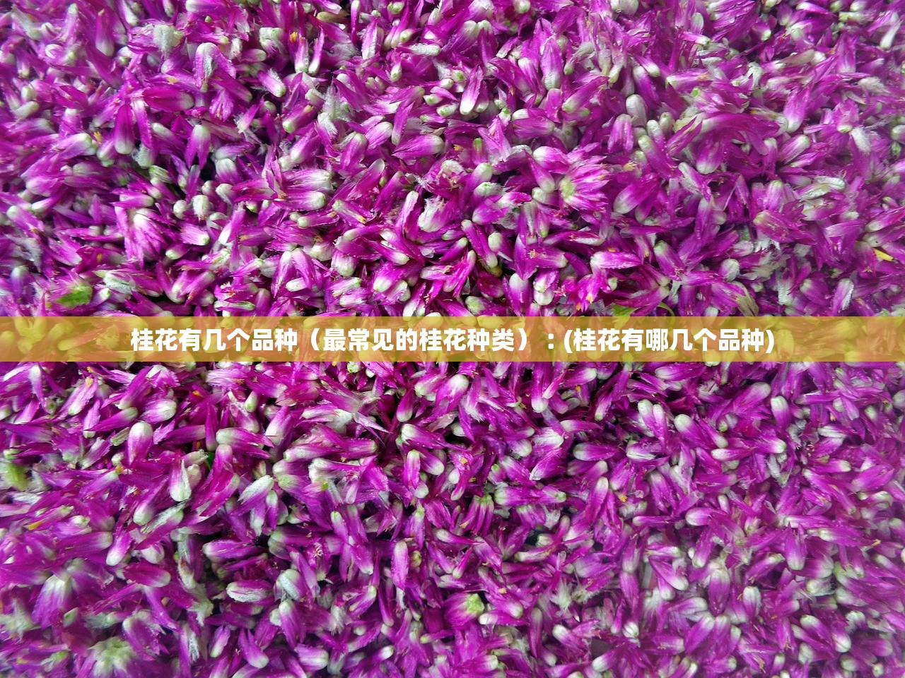 桂花有几个品种(最常见的桂花种类)︰(桂花有哪几个品种) 桂花有几个品种(最常见的桂花种类)︰(桂花有哪几个品种)