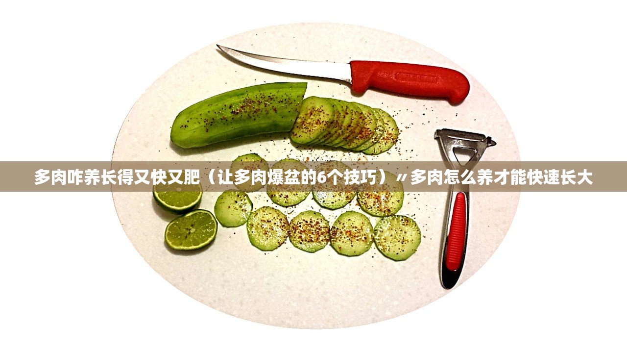多肉咋养长得又快又肥（让多肉爆盆的6个技巧）〃多肉怎么养才能快速长大