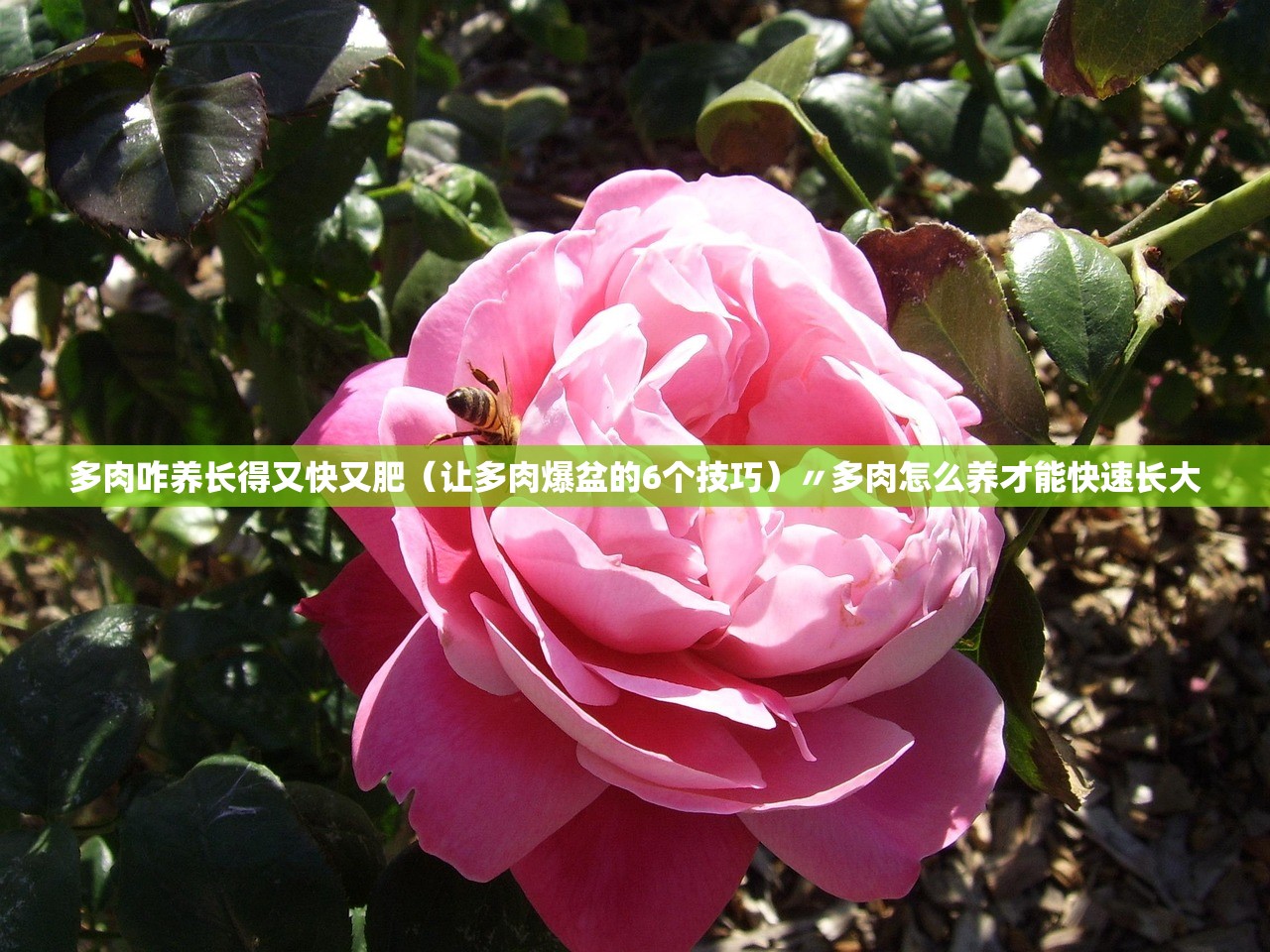 多肉咋养长得又快又肥（让多肉爆盆的6个技巧）〃多肉怎么养才能快速长大