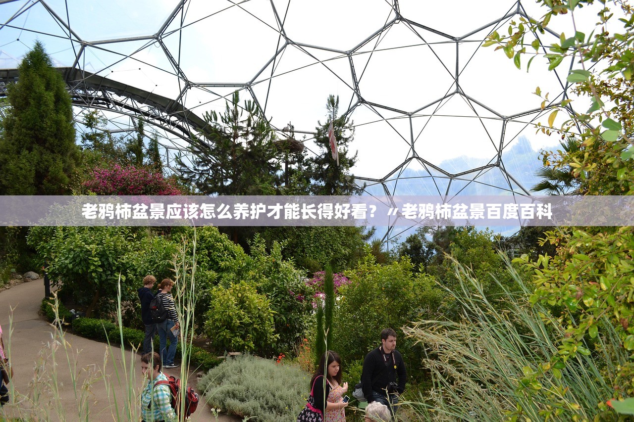 老鸦柿盆景应该怎么养护才能长得好看?〃老鸦柿盆景百度百科 老鸦柿盆景应该怎么养护才能长得好看?〃老鸦柿盆景百度百科