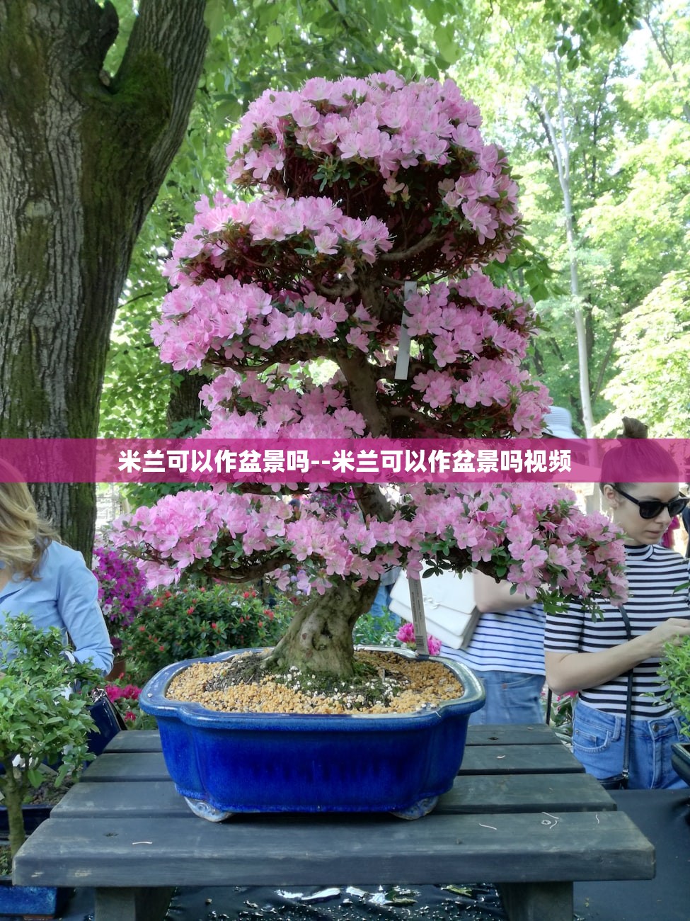 米兰可以作盆景吗--米兰可以作盆景吗视频