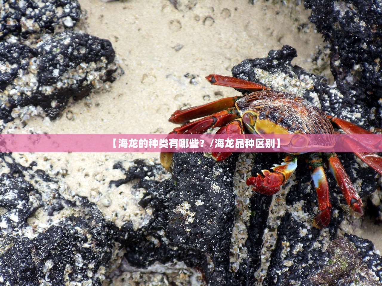 【海龙的种类有哪些？/海龙品种区别】