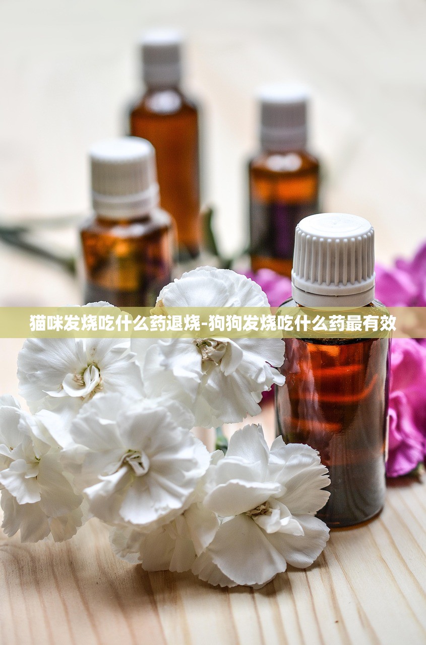 猫咪发烧吃什么药退烧-狗狗发烧吃什么药最有效
