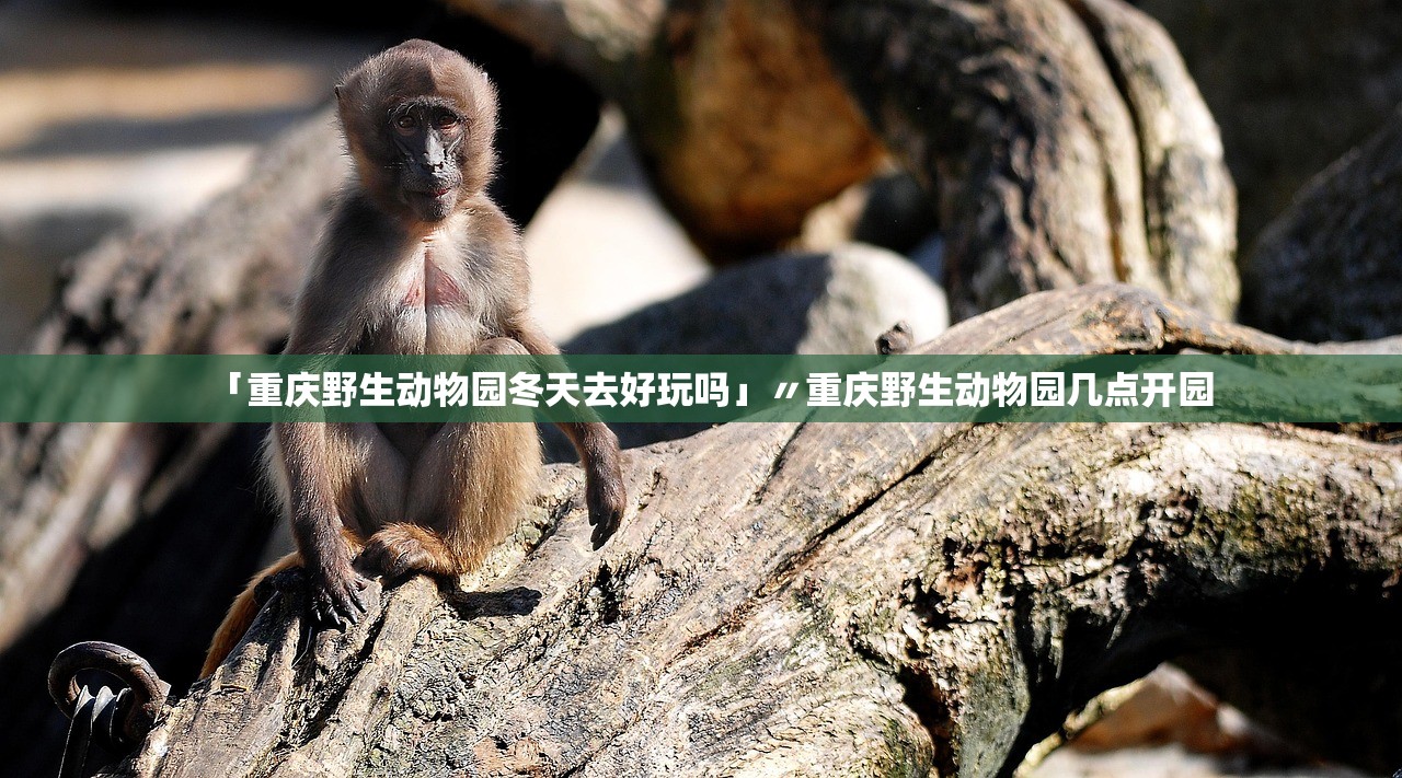 「重庆野生动物园冬天去好玩吗」〃重庆野生动物园几点开园 「重庆野生动物园冬天去好玩吗」〃重庆野生动物园几点开园