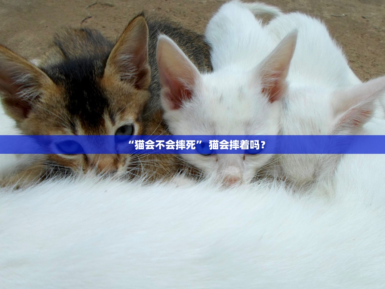 “猫会不会摔死” 猫会摔着吗？