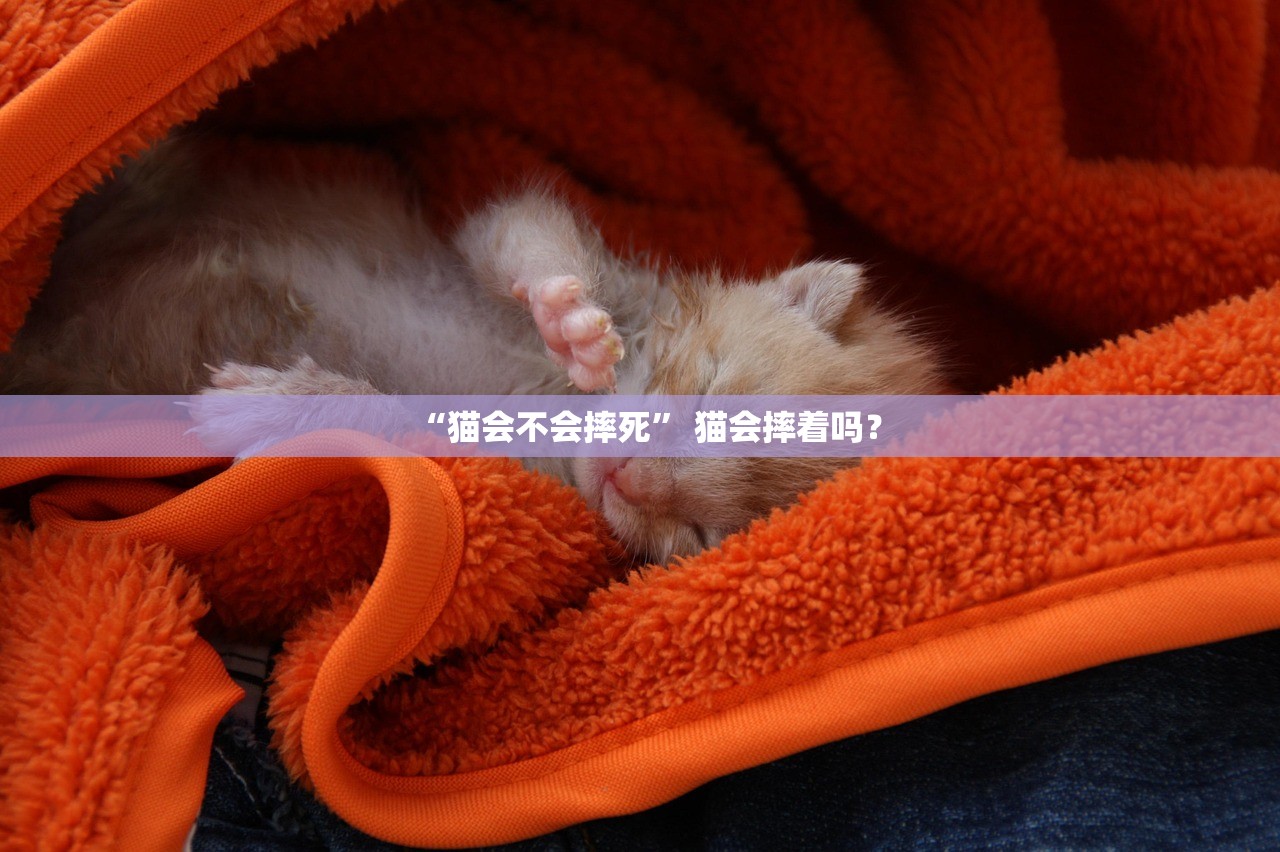 “猫会不会摔死” 猫会摔着吗？