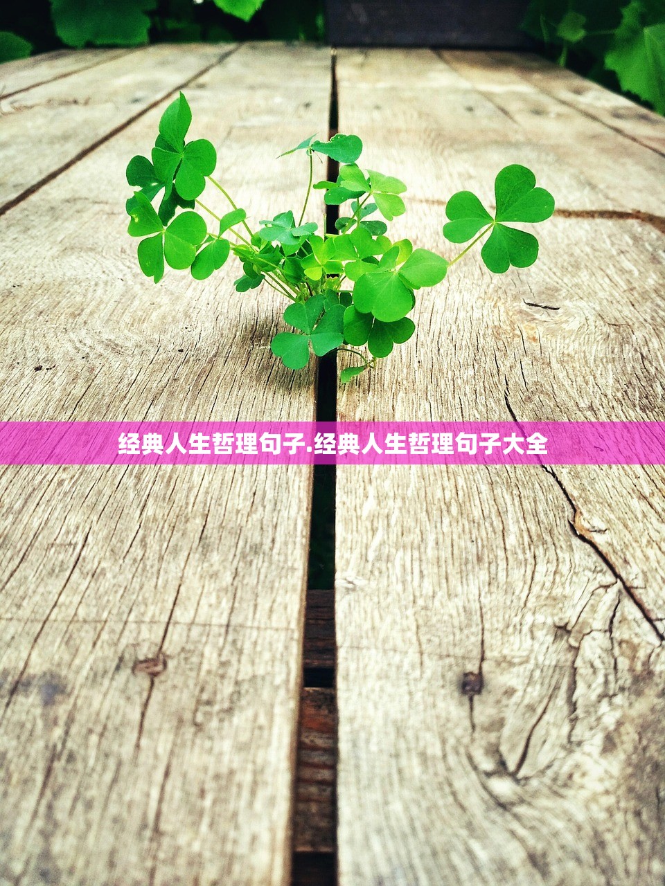 经典人生哲理句子.经典人生哲理句子大全