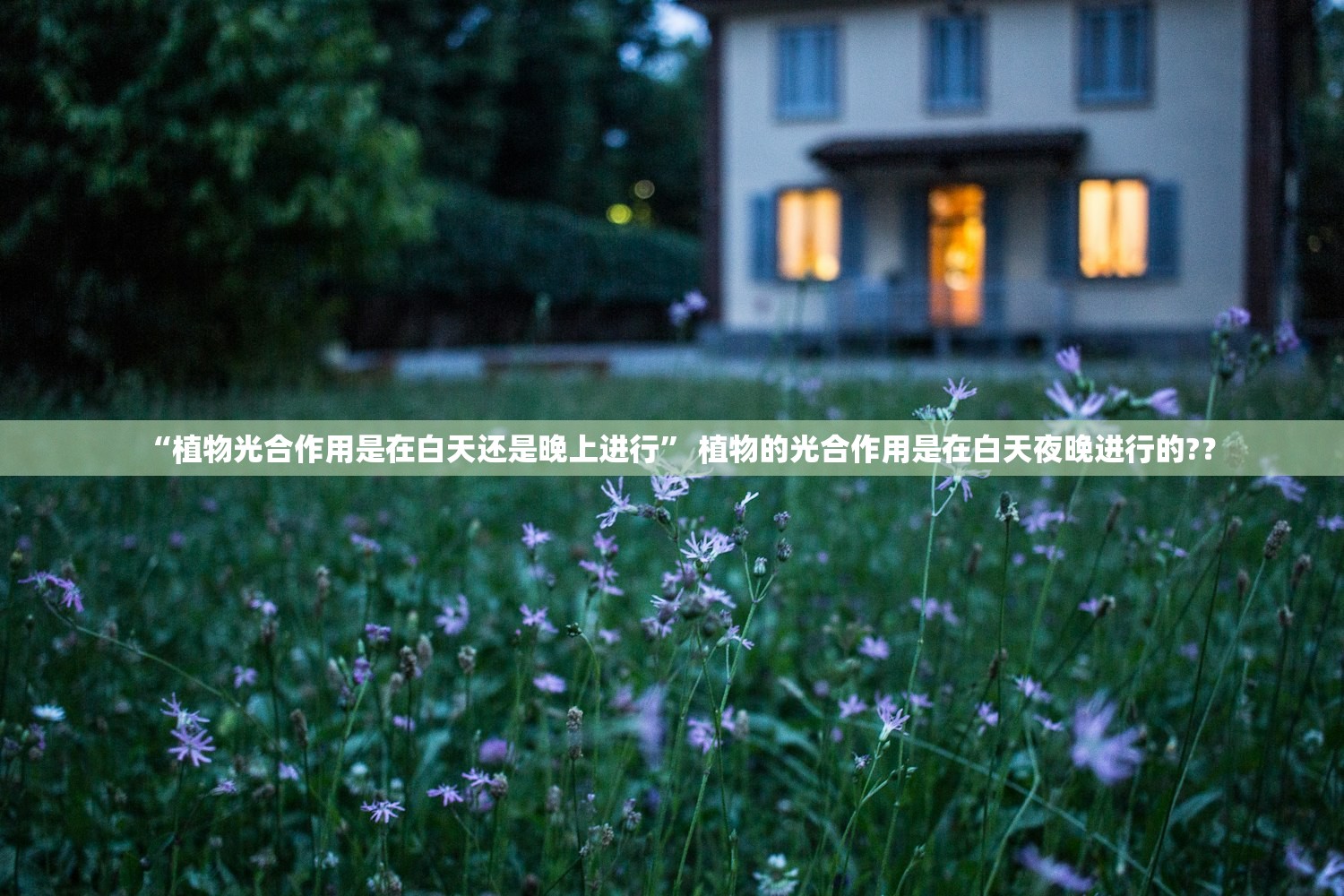 “植物光合作用是在白天还是晚上进行” 植物的光合作用是在白天夜晚进行的?？