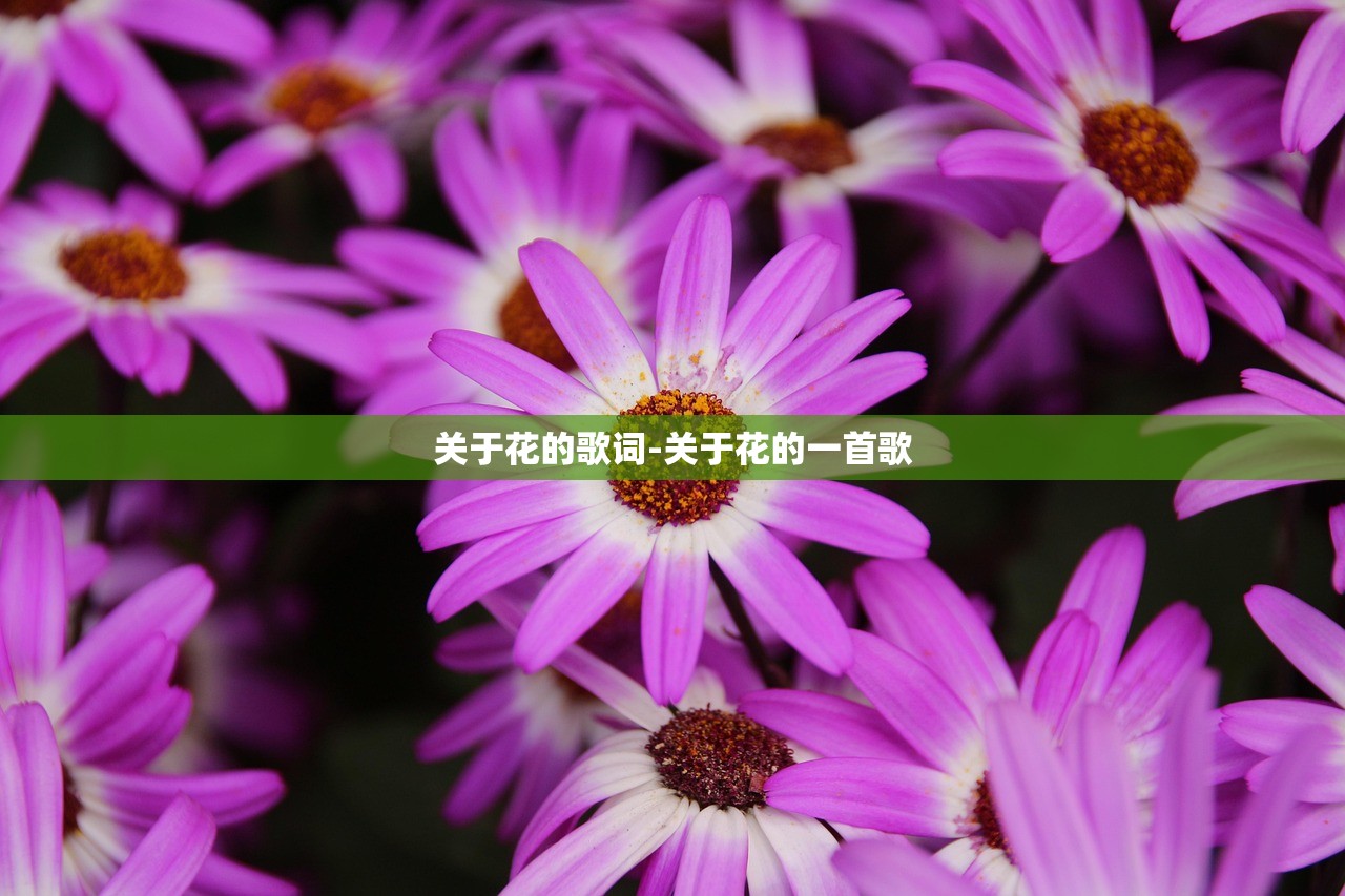 关于花的歌词-关于花的一首歌
