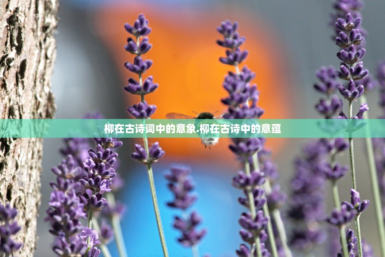 柳在古诗词中的意象.柳在古诗中的意蕴
