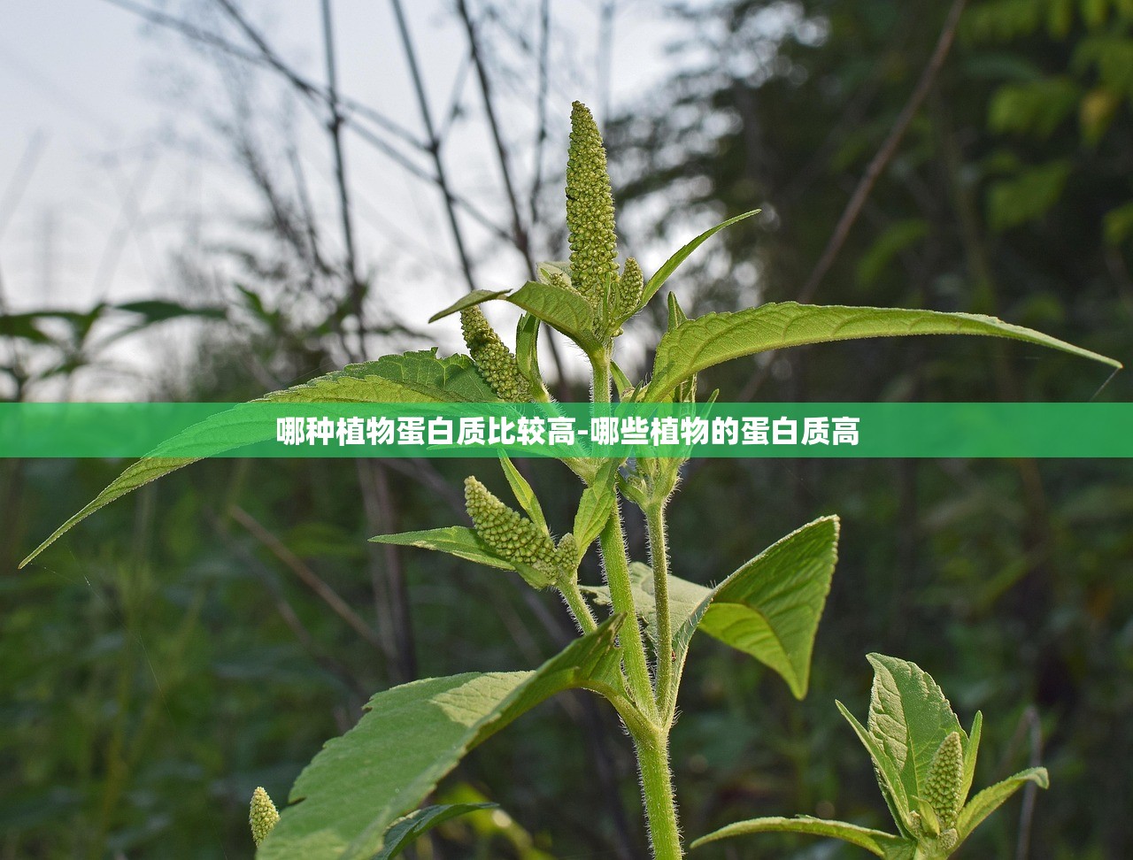 哪种植物蛋白质比较高-哪些植物的蛋白质高