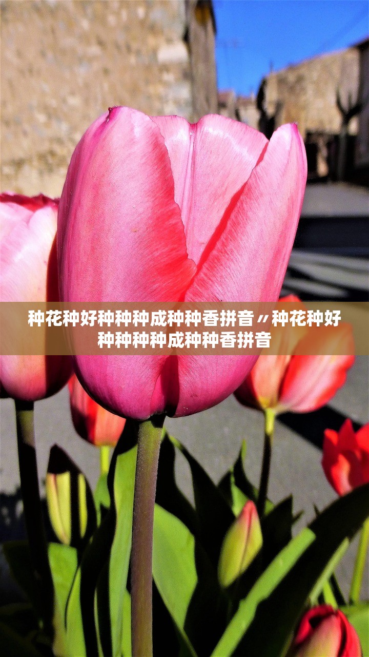 种花种好种种种成种种香拼音〃种花种好种种种种成种种香拼音