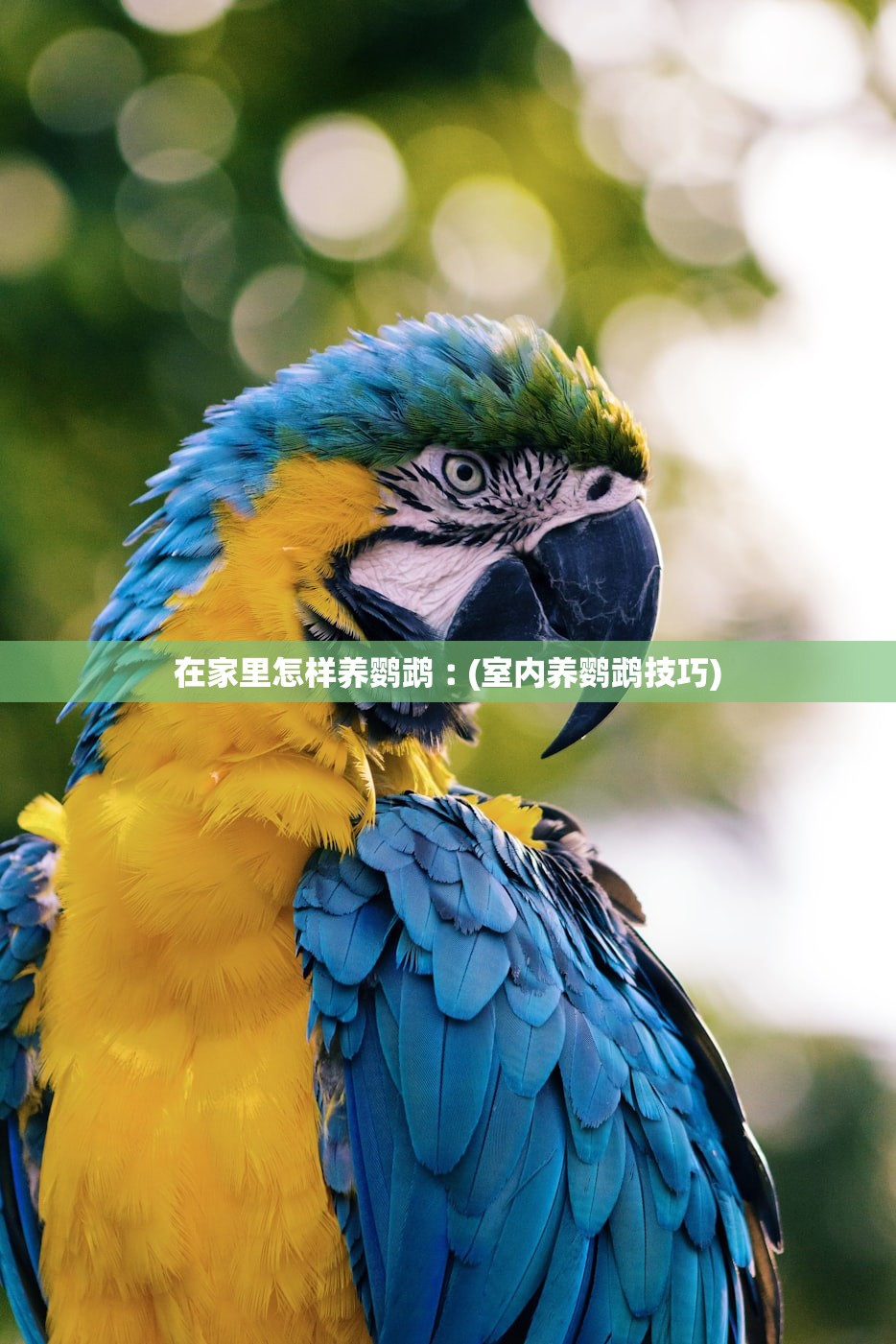 在家里怎样养鹦鹉︰(室内养鹦鹉技巧)