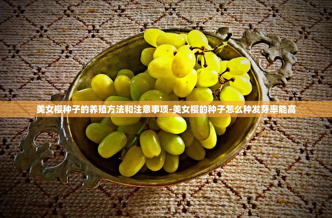 美女樱种子的养殖方法和注意事项-美女樱的种子怎么种发芽率能高