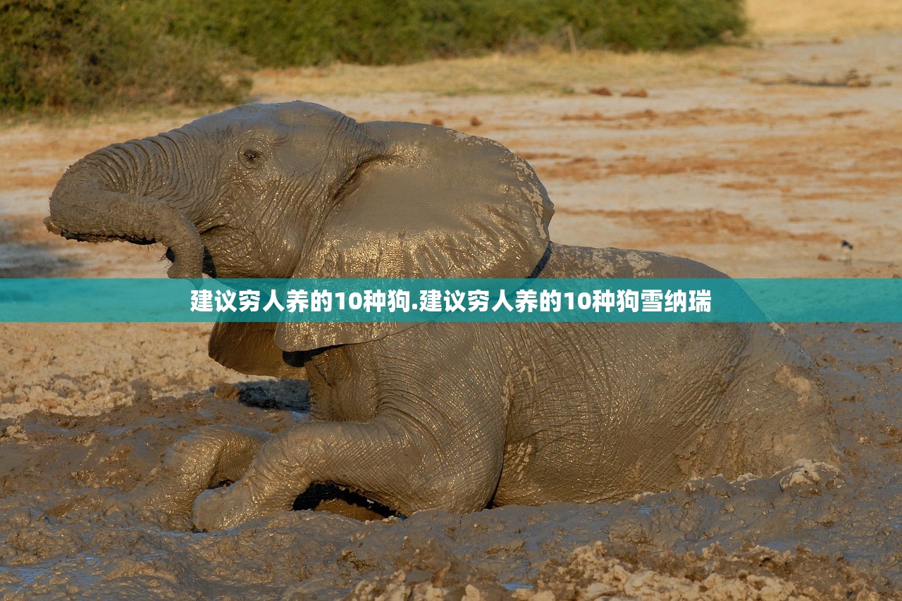建议穷人养的10种狗.建议穷人养的10种狗雪纳瑞