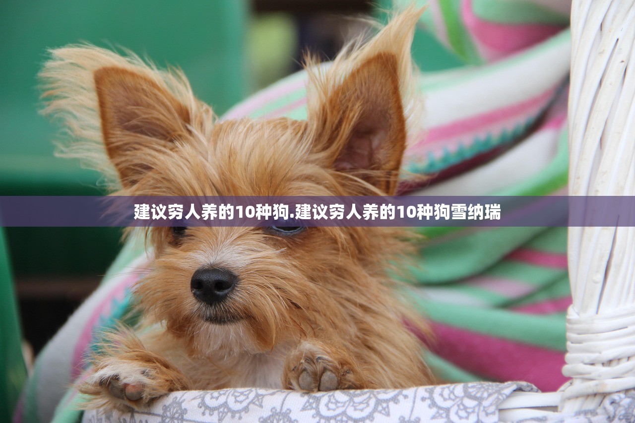 建议穷人养的10种狗.建议穷人养的10种狗雪纳瑞