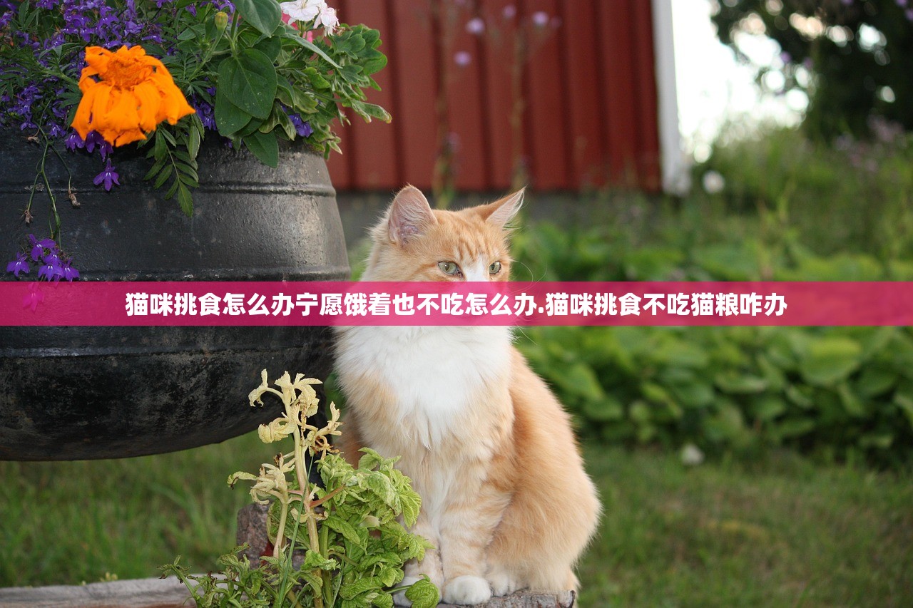 猫咪挑食怎么办宁愿饿着也不吃怎么办.猫咪挑食不吃猫粮咋办